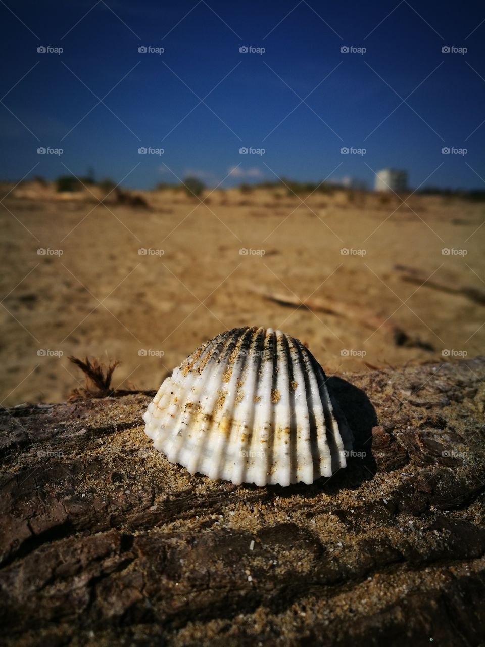 sea shell