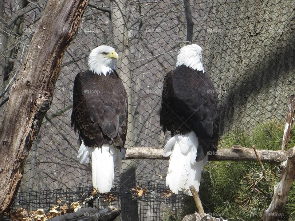 Bald eagles 