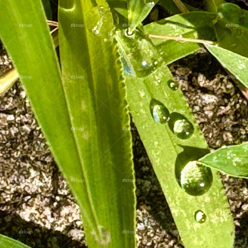 Rain Drops on Grass