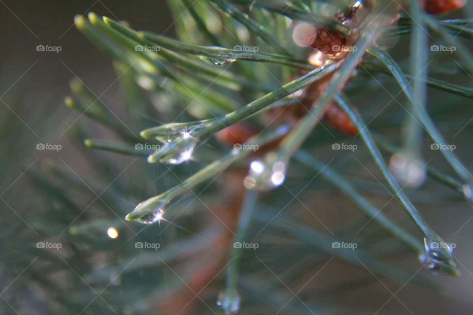 tree needles