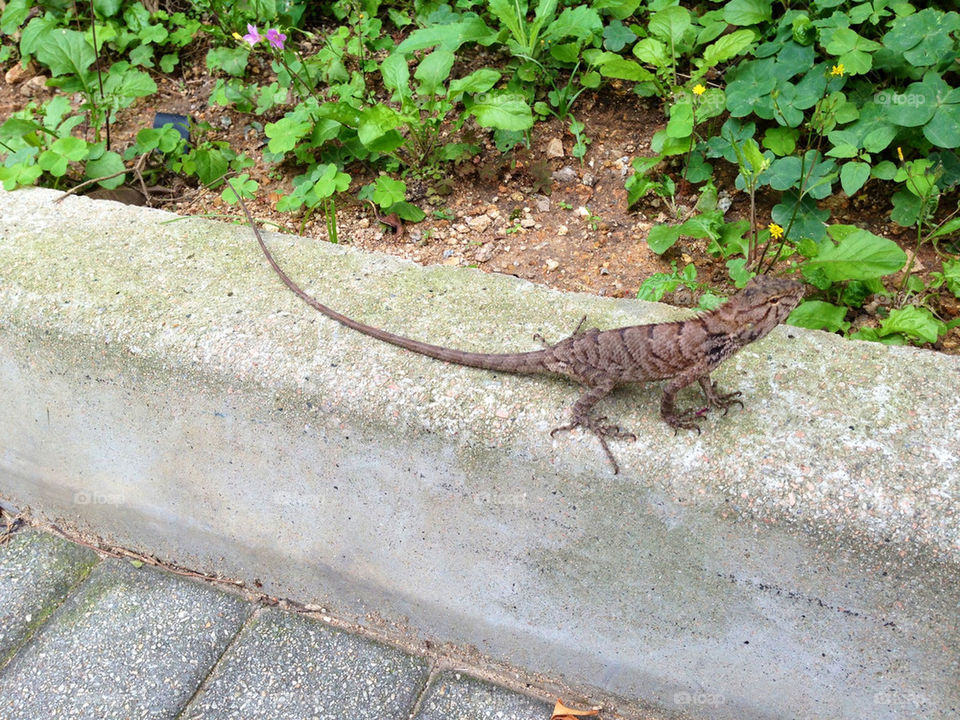 Lizard