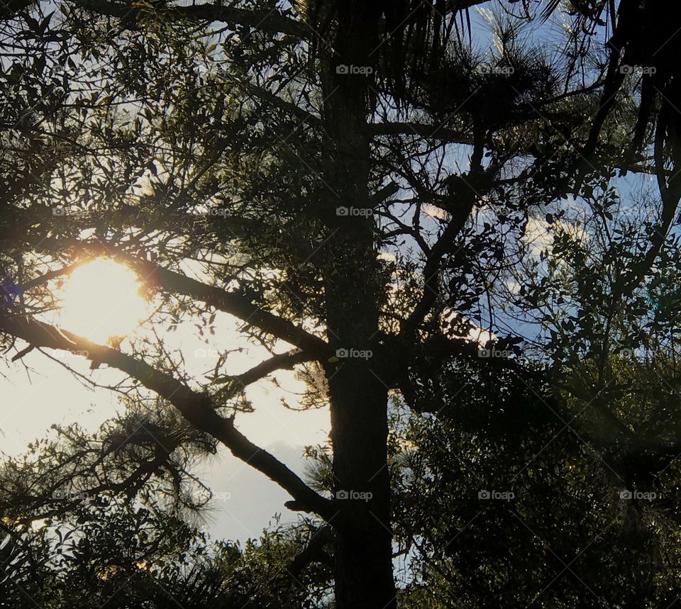 Golden sun through the trees