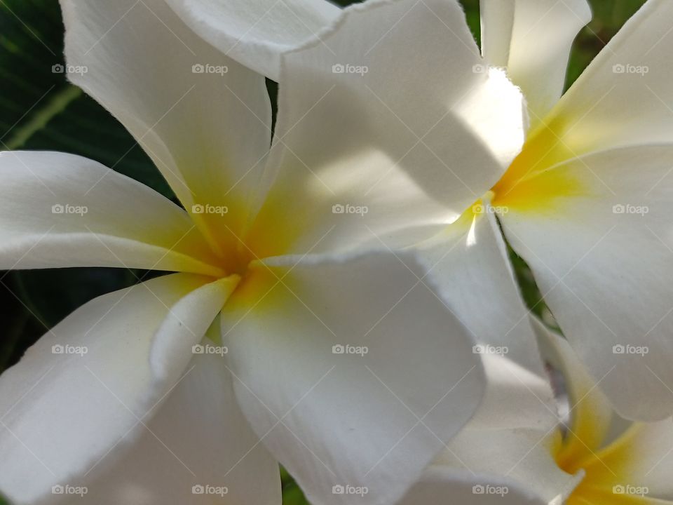 Beautiful Plumeria Flower