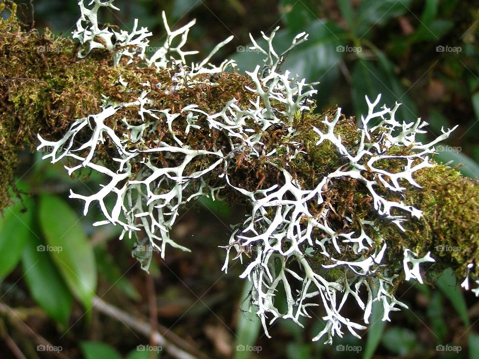 Lichen_1