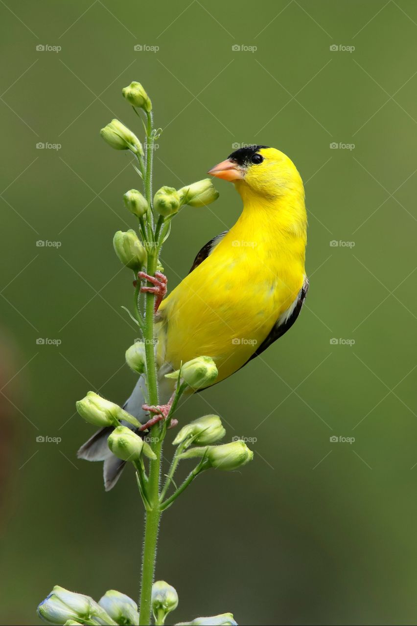 american goldfinch