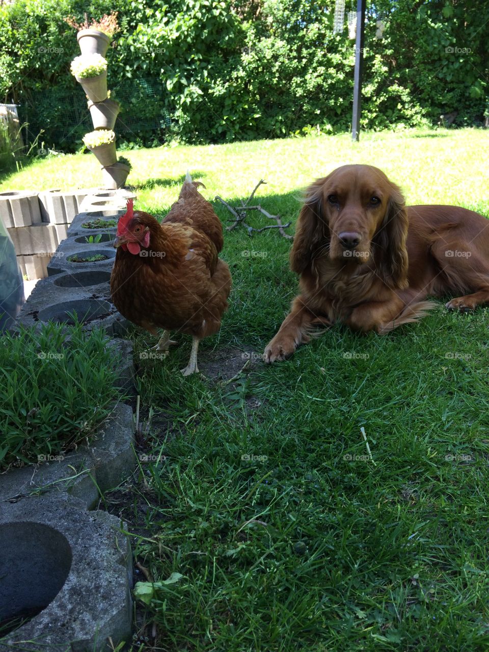 Dog and chicken 