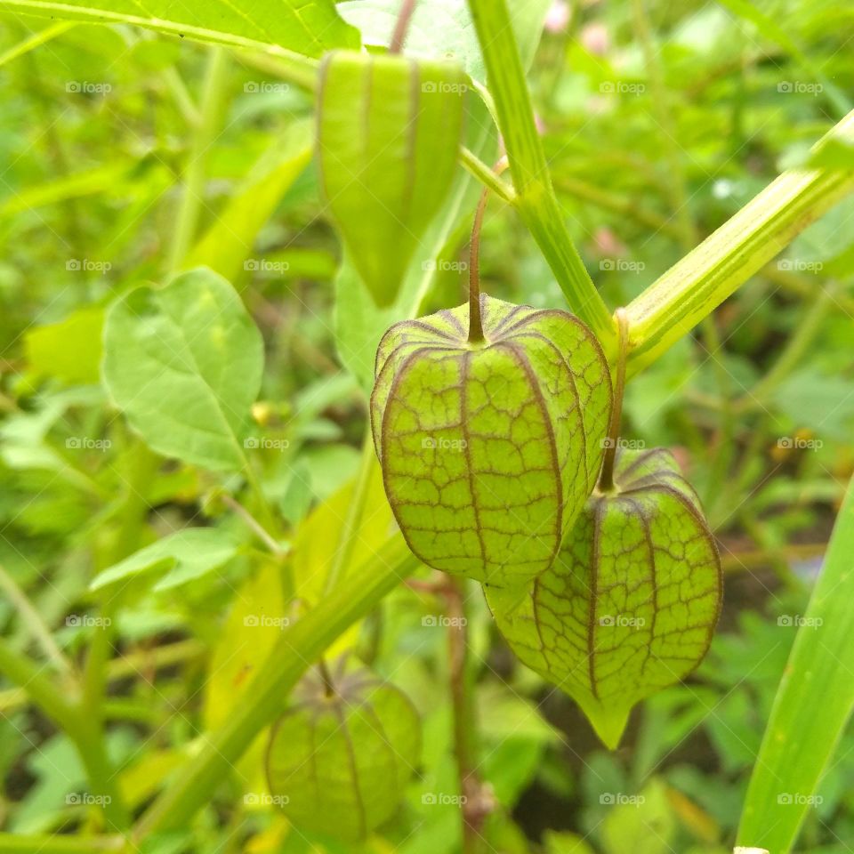 Green fruits on tree