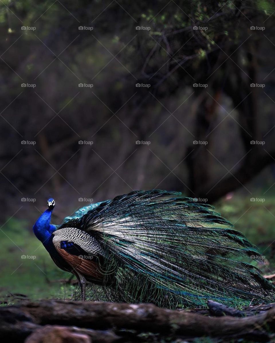 peacock
