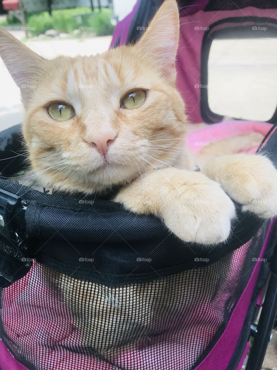 Darling orange tabby cat thoroughly enjoying a beautiful afternoon in his stroller!! 
