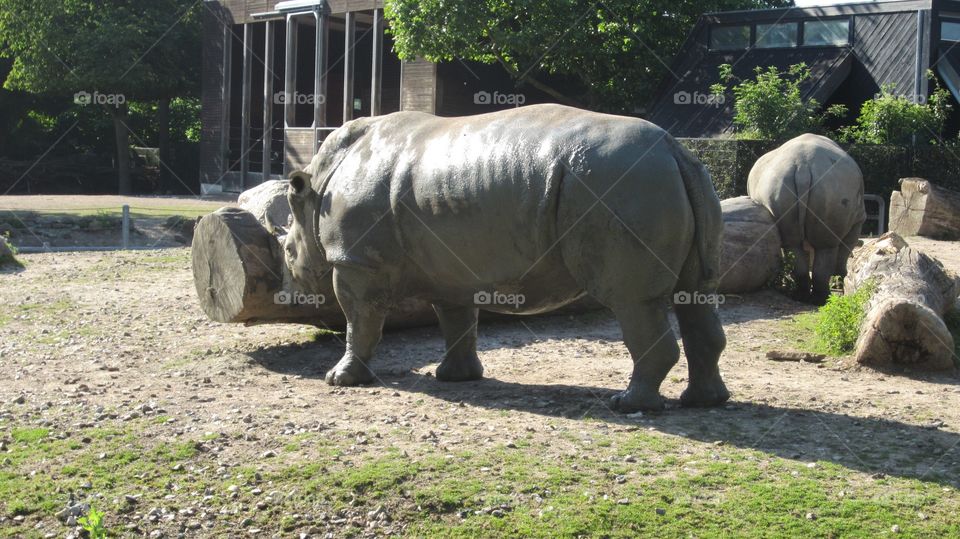 Rhino 