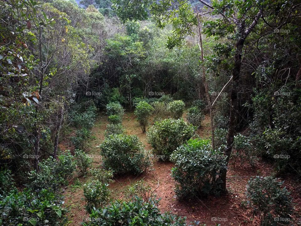 tea plantation in the middle of the forest