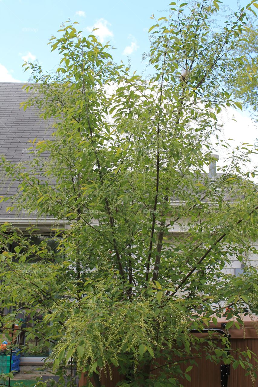 Beautiful green tree.