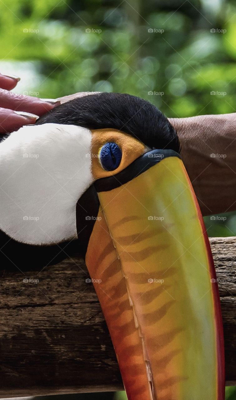 Toucan