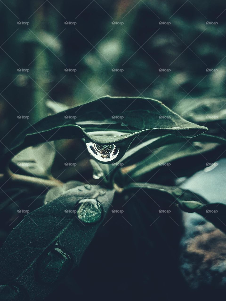 leaves and water drops🌿💧