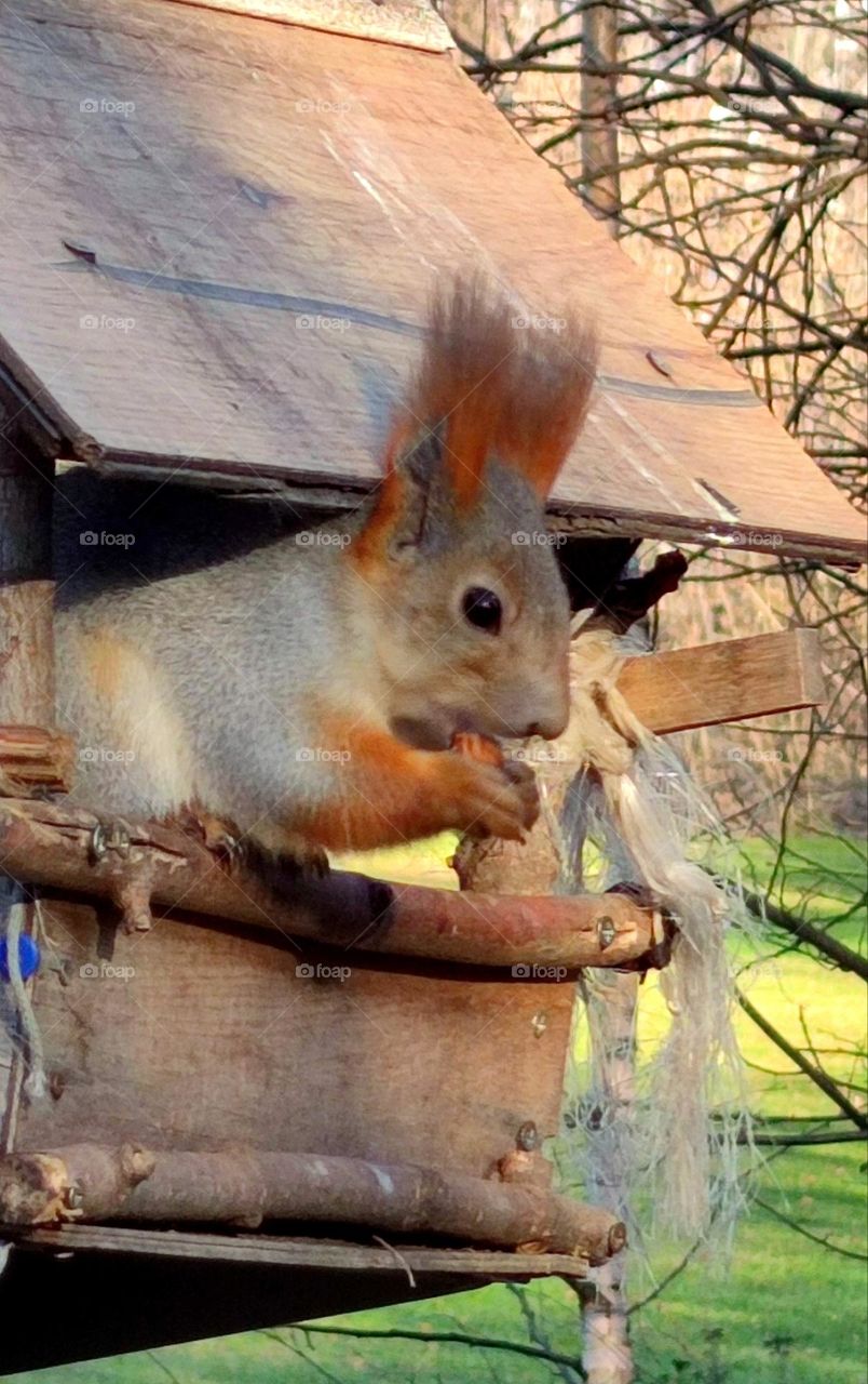 Spring. Nature is waking up. A squirrel is sitting in a feeder and eating a nut.