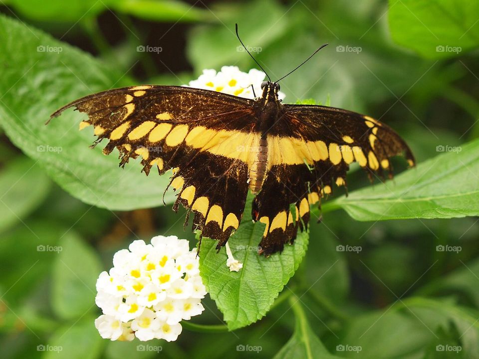 Butterfly black and yellow