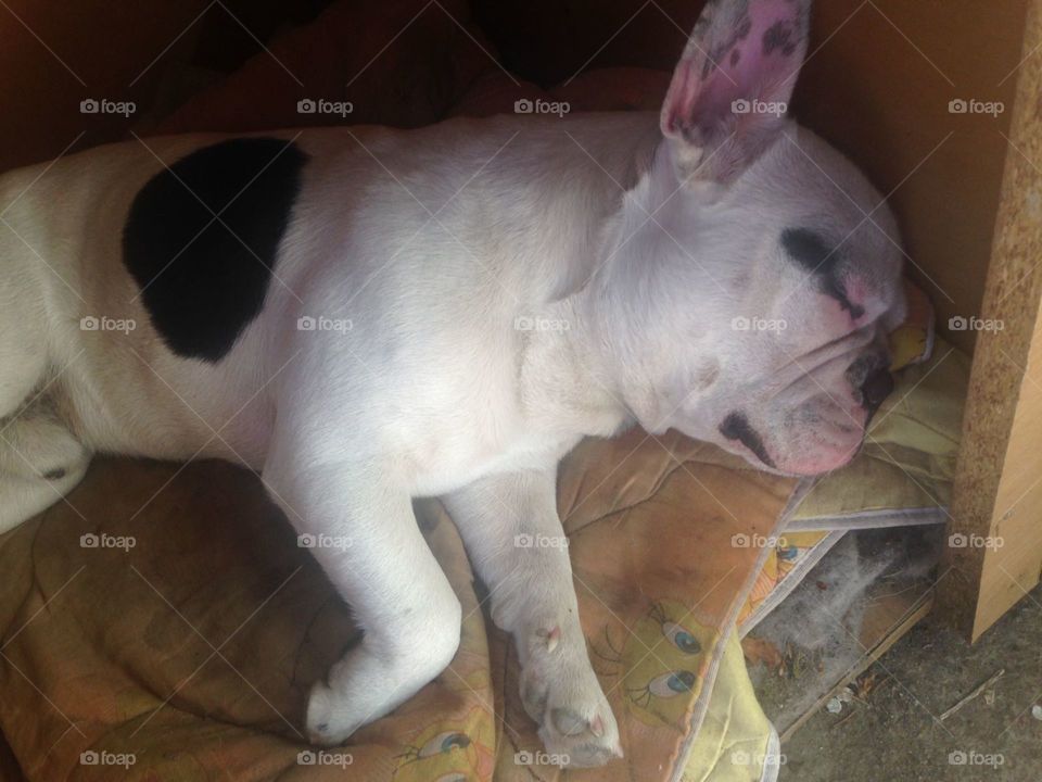 My dog french buldog