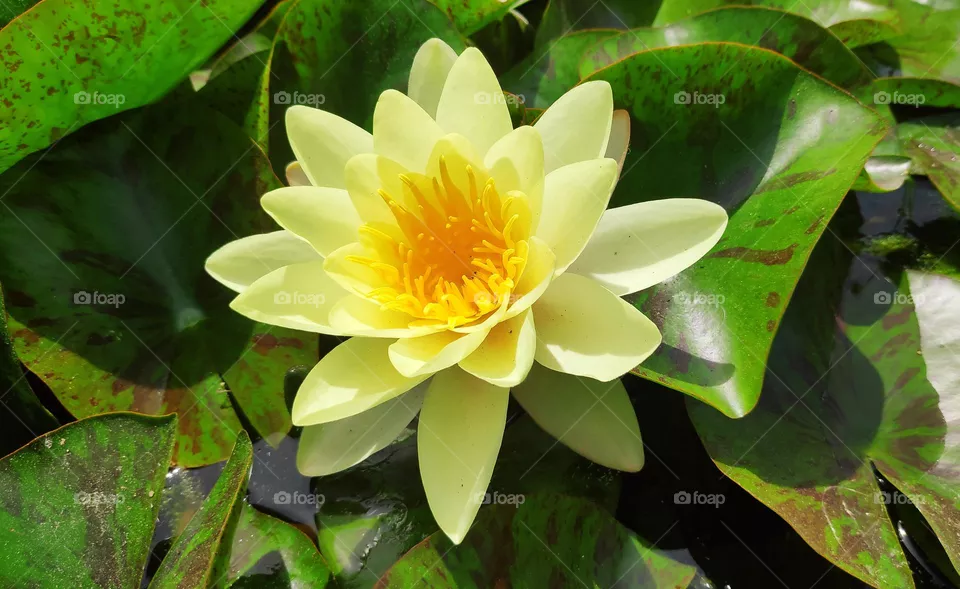 Nymphaea mexicana