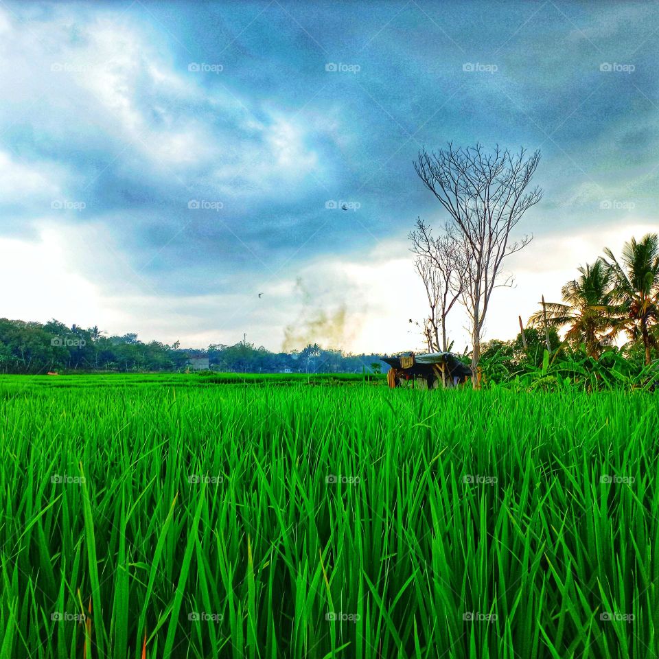 Evening atmosphere in the rice fields