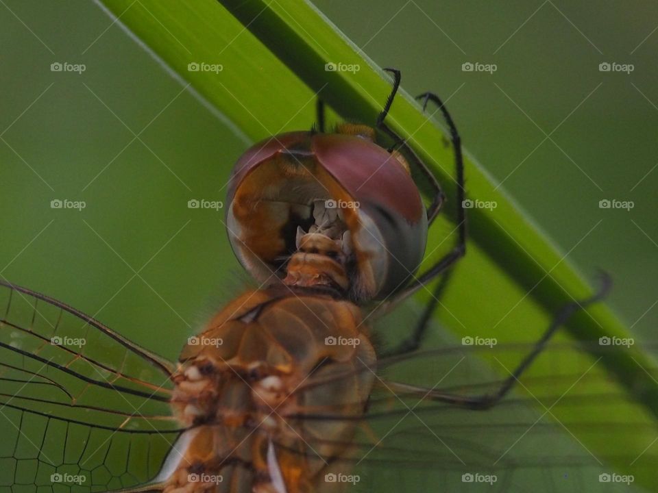 dragonflyhead