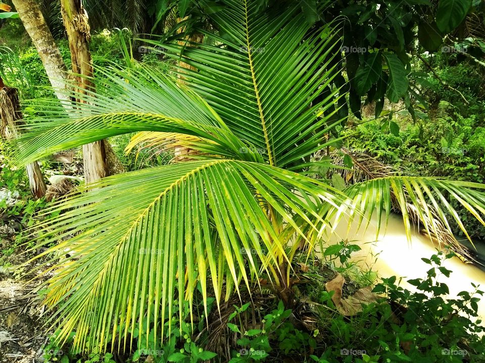 Small coconut trees