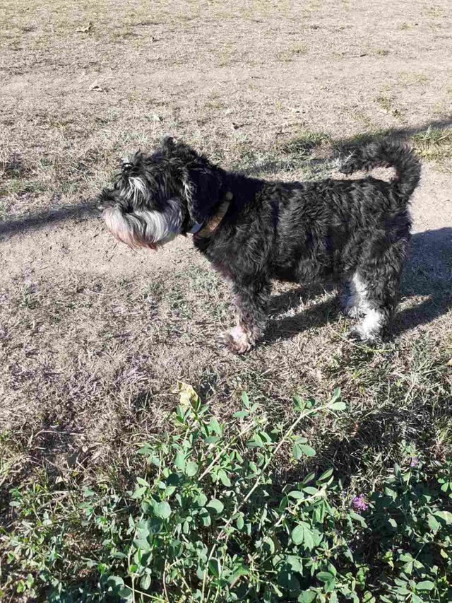 the dog