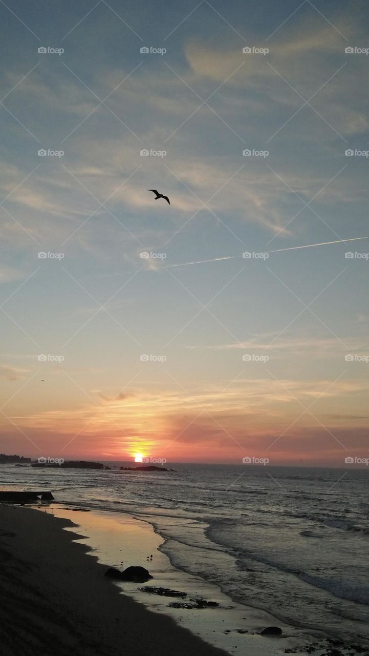 beautiful seagull in high sky And sunset.