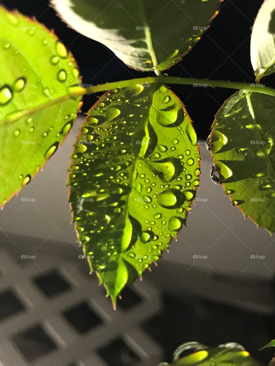 Raindrop Leaf