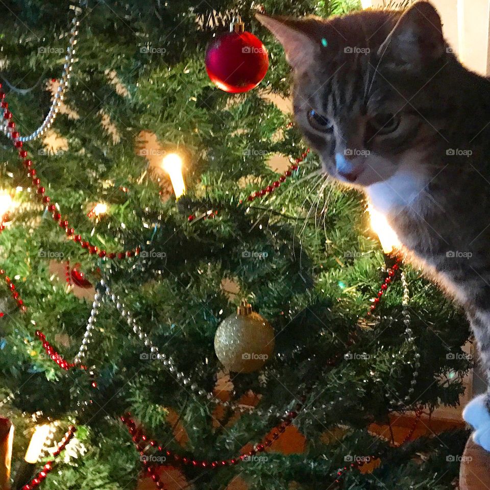 Christmas tree and cat