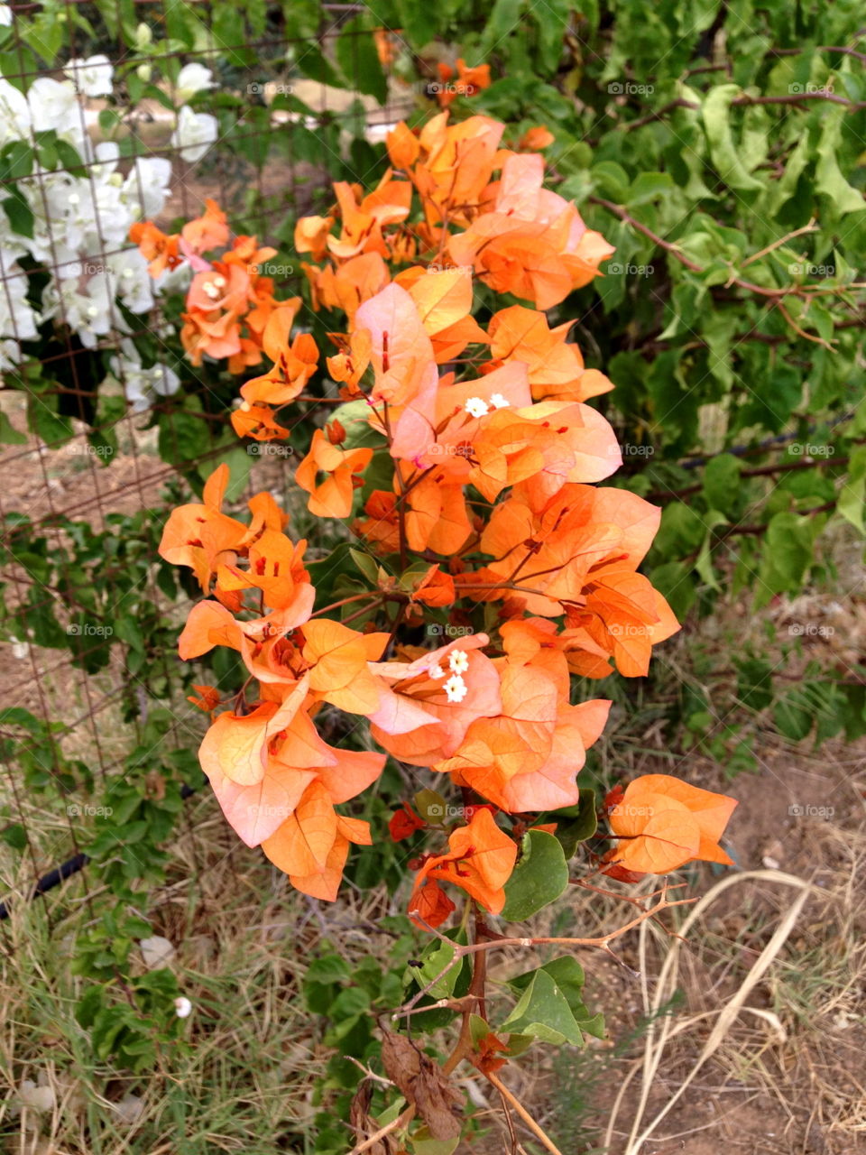 Sicilia fiori