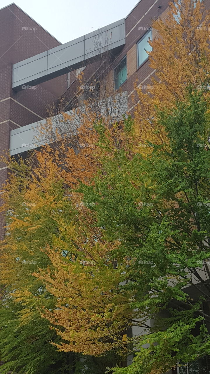 fall at the hospital