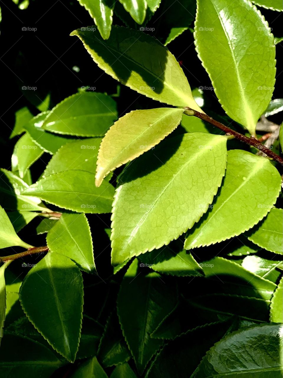 Hedge shadowing 