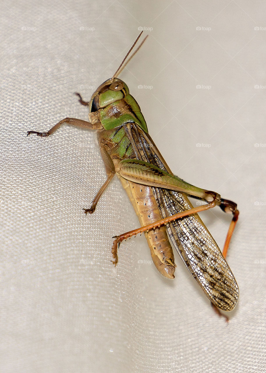 Grasshopper 