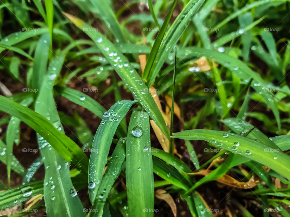 droplets of rain water on grass