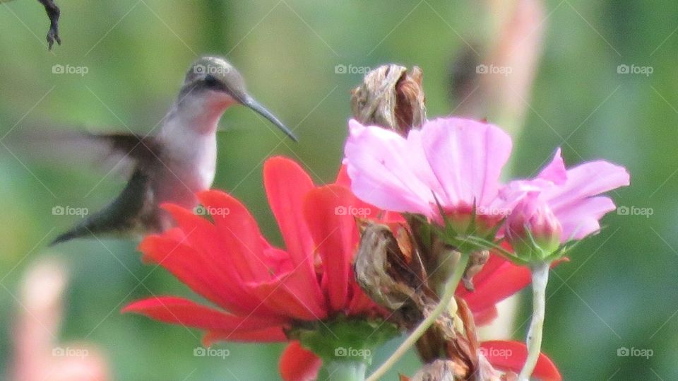 Hummingbirds 