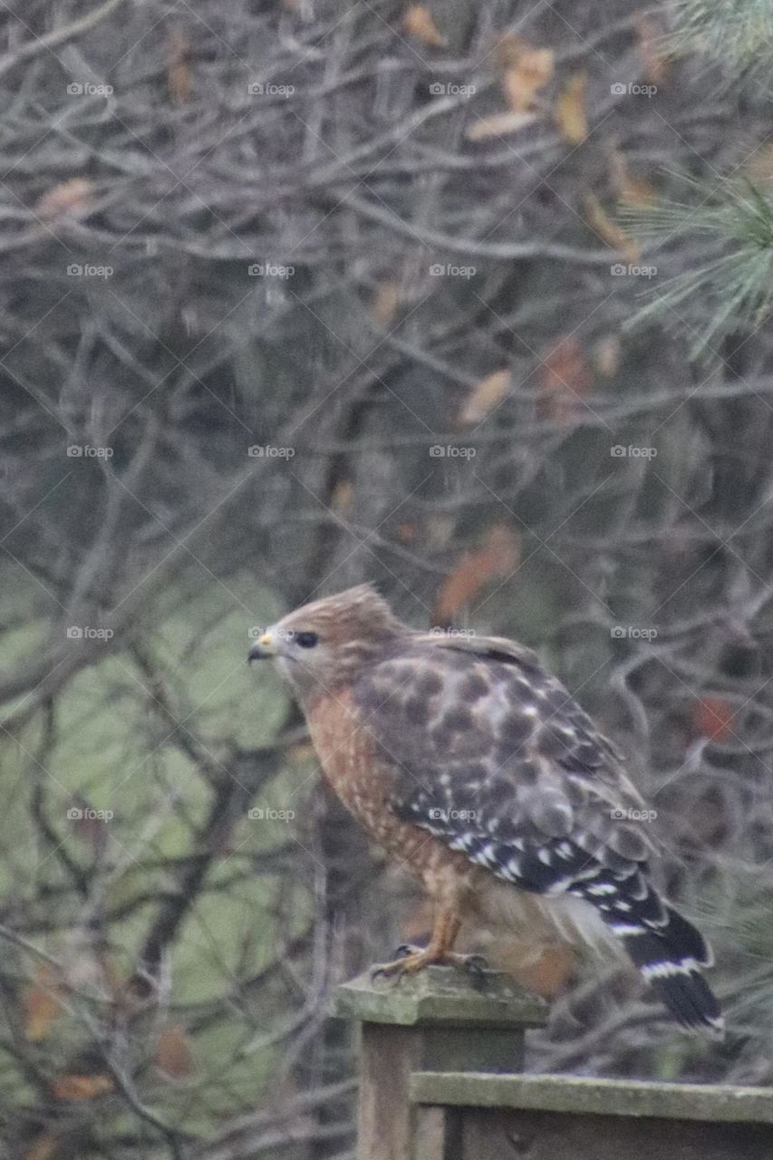 Hawk sitting on fence 