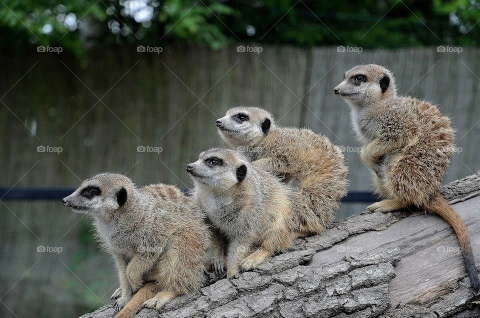 Meerkats