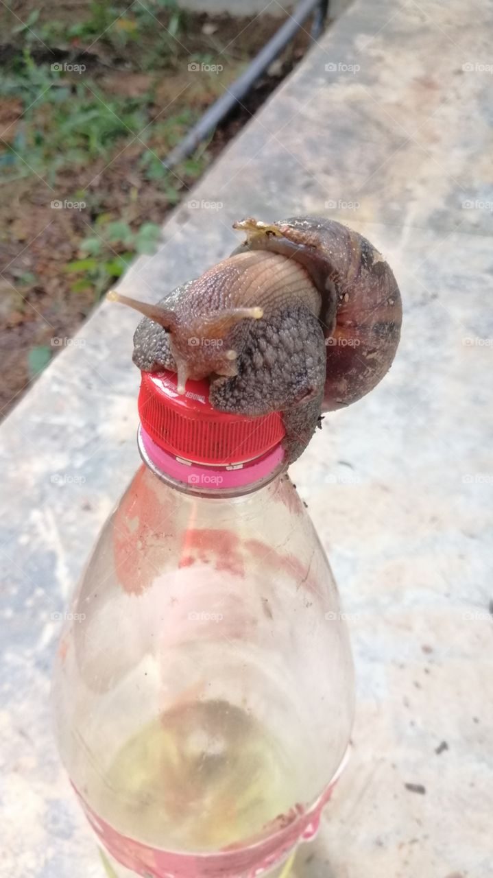 Golubellā on the Bottle
