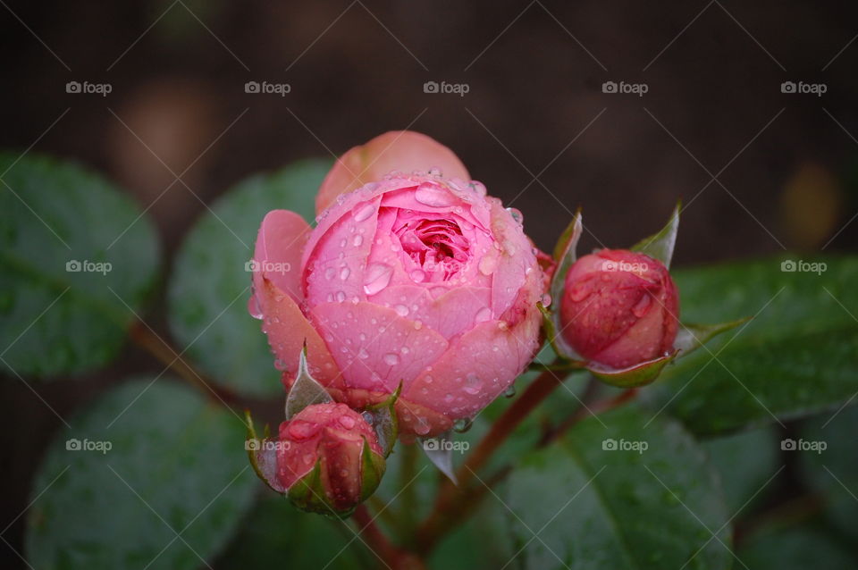 Flower, Nature, No Person, Leaf, Rose