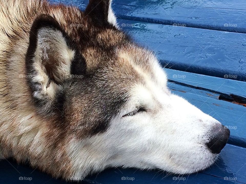 Siberian husky