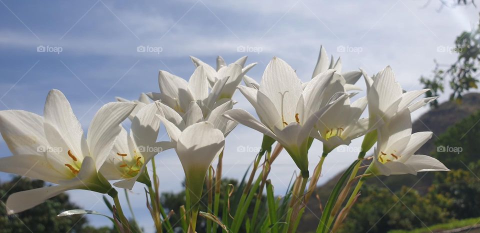 Beautiful white, soft and delicate lily plant, natural beauty