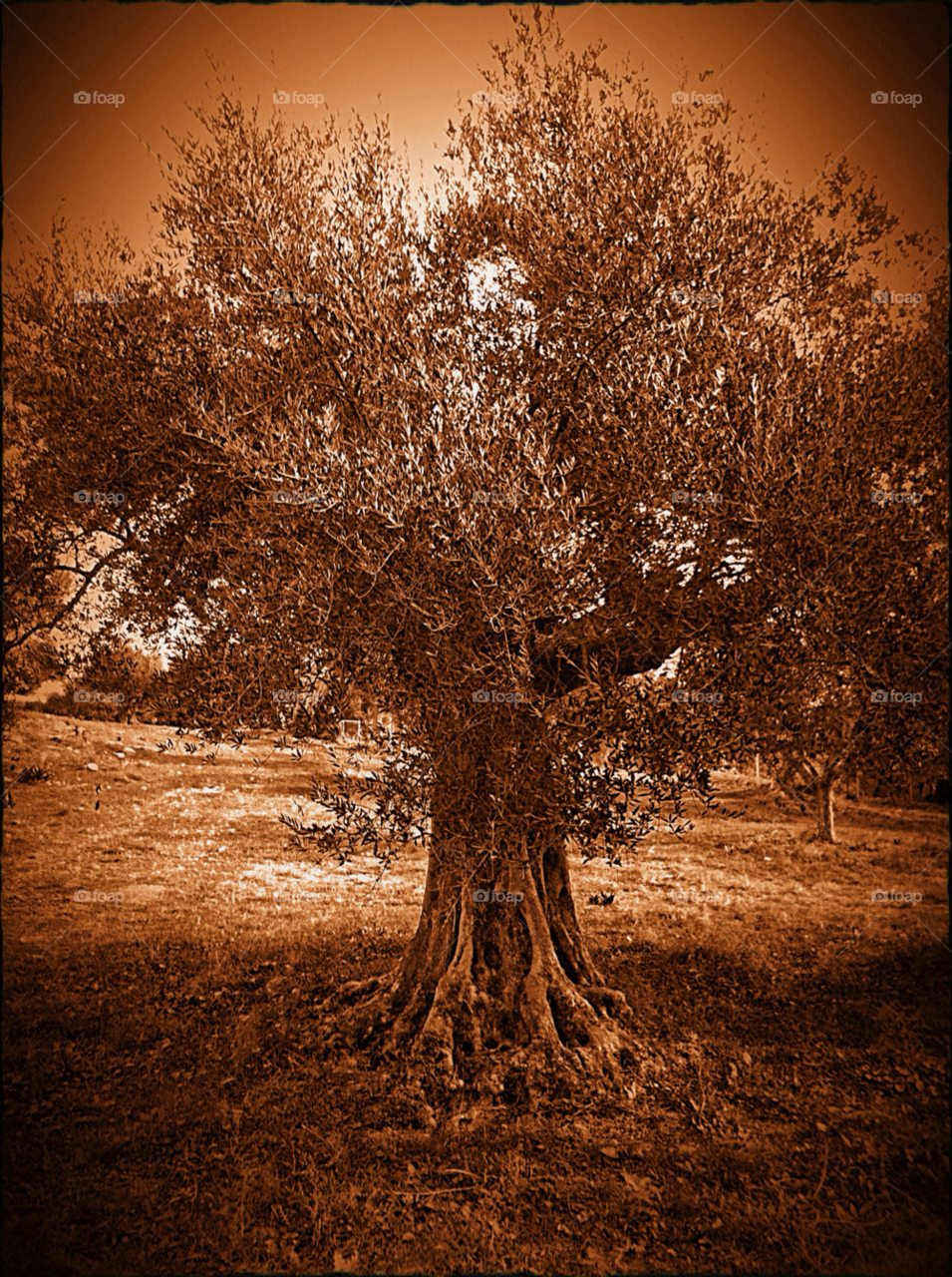 greece village olive tree by gsar1