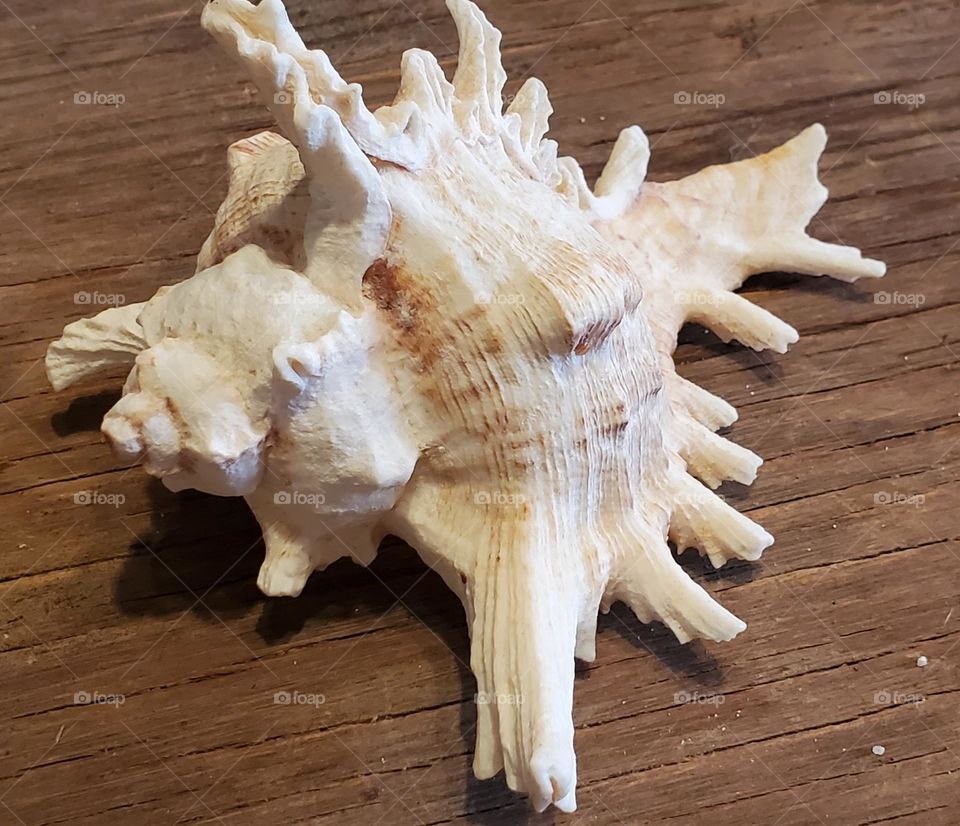 Branched Murex Shell on Sand