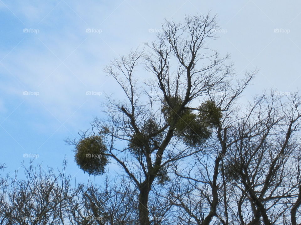 Tree Nests