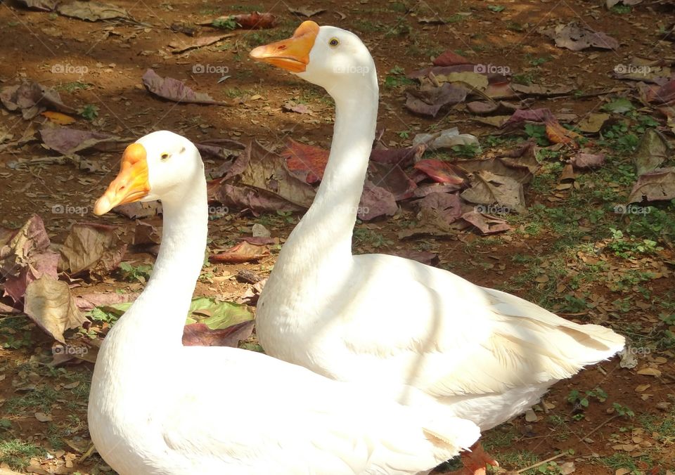 beautiful  two duck friends together.