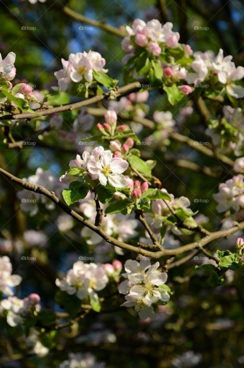 Apple blossom