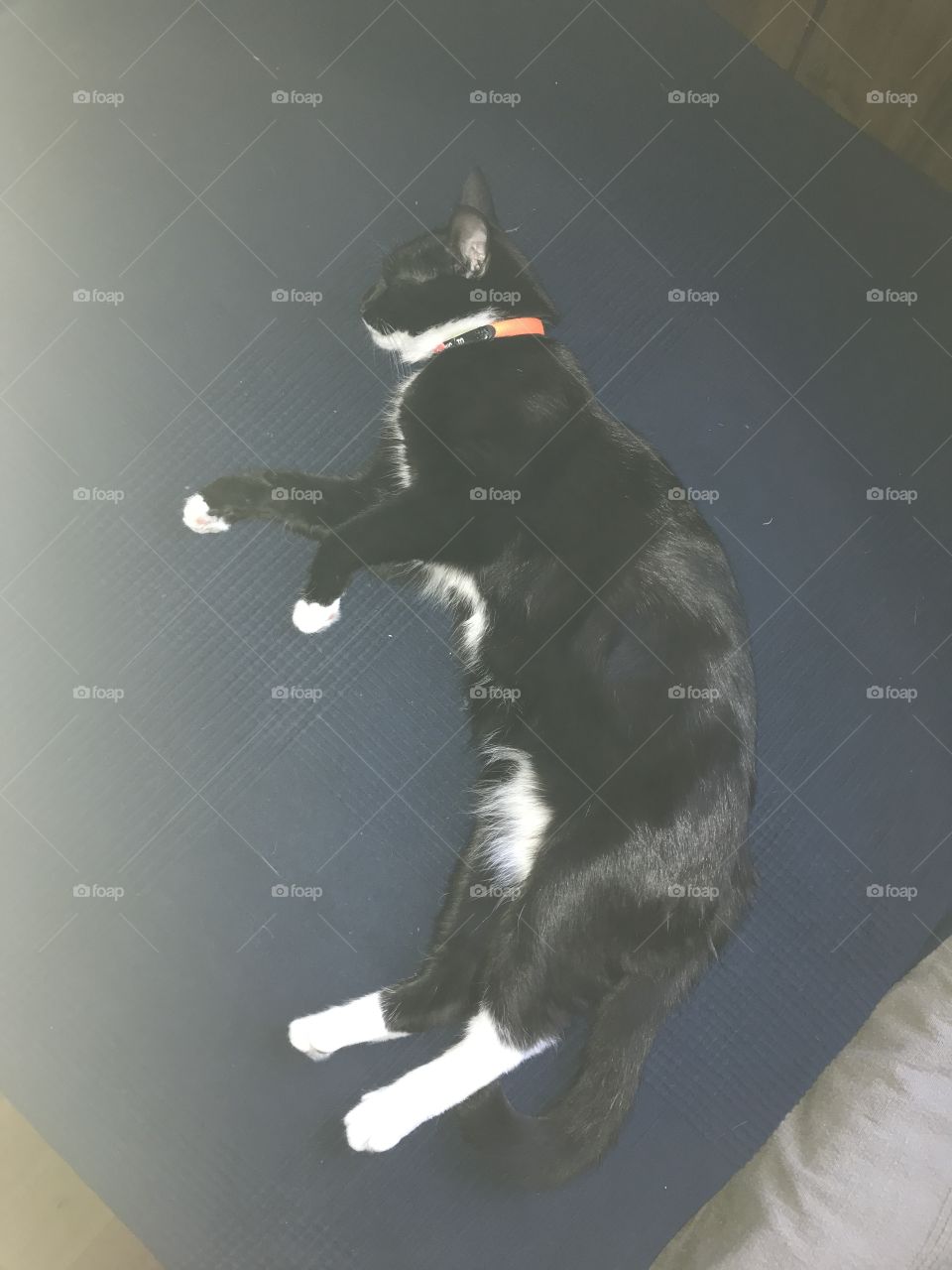 Cat sleeping on the sofa