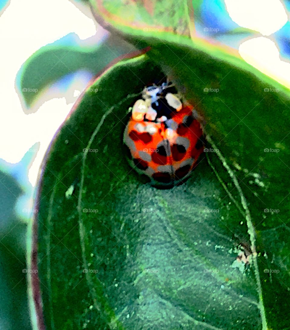 Lady bug becomes a hidden garden jewel as it is found napping 