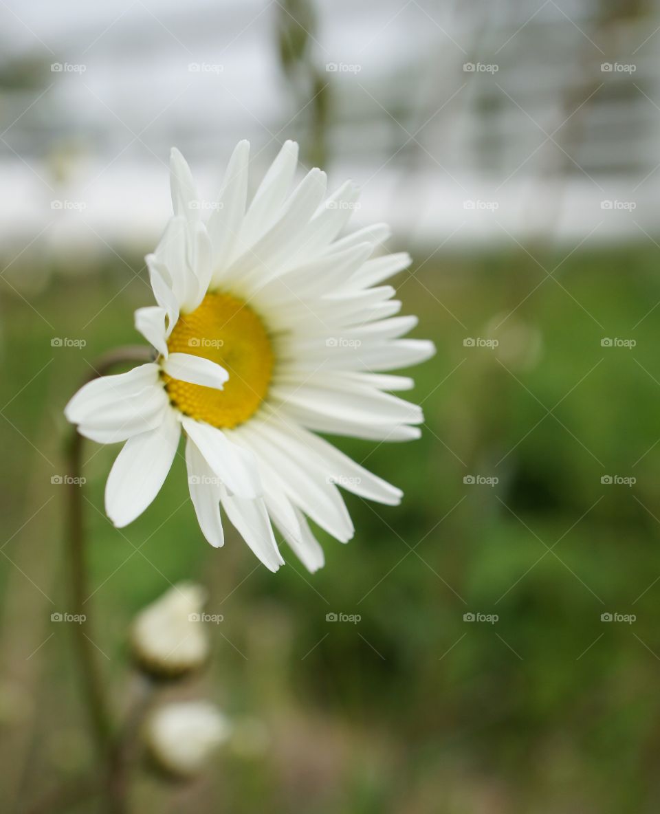 Close-up of white daisy flower