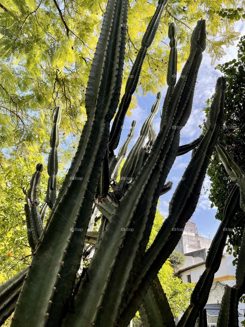 Cactus euphorbia plants from below against blue sky 